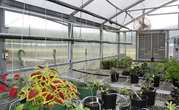 greenhouse irrigation systems